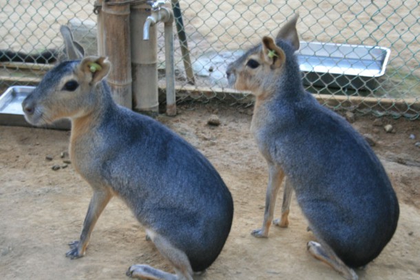 ebisu_animal02