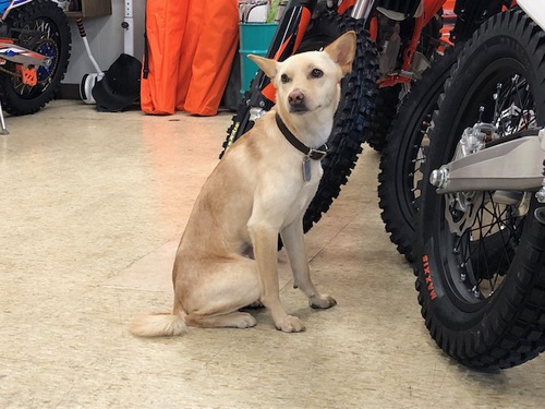 ゴンベイ ゴンベイ